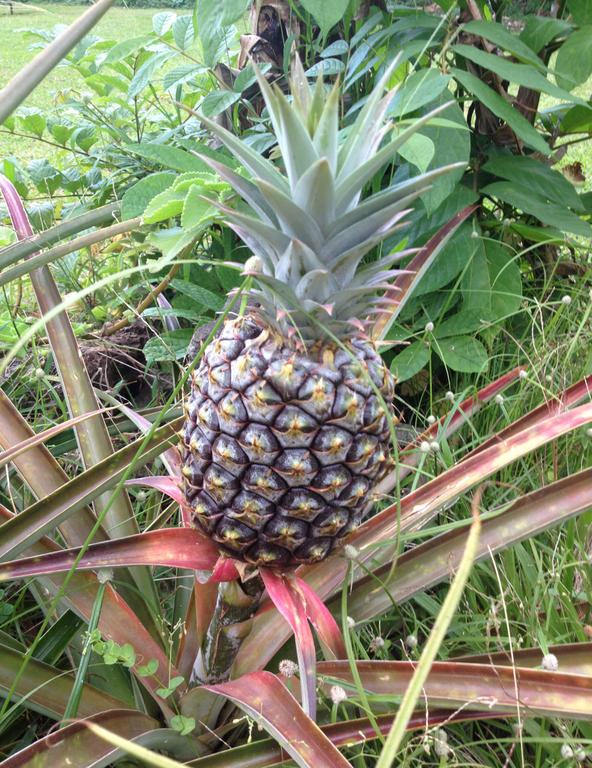 Heavenly Hana Paradise Екстер'єр фото